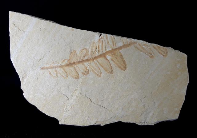 Cycadopteris cf. jurensis KURR 1845 - Bild © FossNet FossilienStore